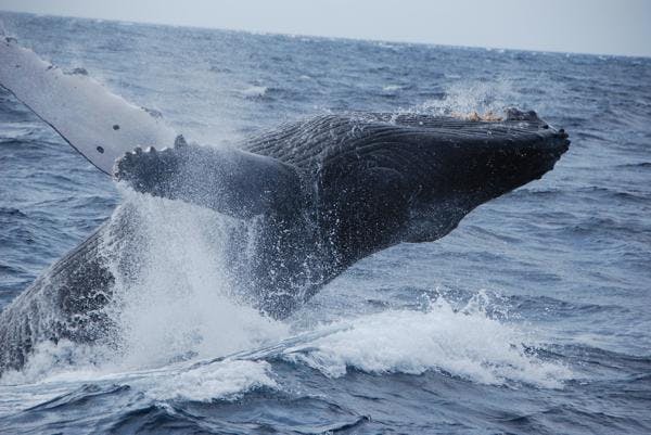 はいさい！アシビーブルーです！穴場・沖縄北部でザトウクジラに会いに行きませんか？