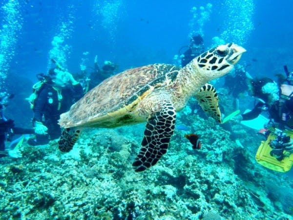 沖縄ダイビングスクール　ティーダへようこそ。沖縄の海の魅力をたっぷりお伝えいたします。