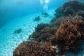 石垣の海は豊かなサンゴ礁に囲まれており、お魚もいっぱい！