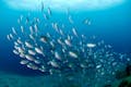深度変化に富んでいる井田の海は、魚影が濃くさまざまな種類の魚に出会えます！