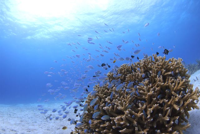 ブルーシーズン西表では、サンゴが広がる美しい海でのダイビングができます。