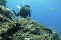 石垣島の美しい珊瑚礁をお楽しみいただける、体験ダイビングや体験シュノーケリングも人気です。