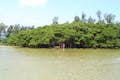 独特の時間が流れる羽地内海のマングローブ林は、豊かな生態系で「命のゆりかご」と呼ばれます。