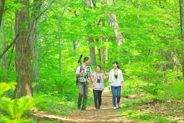 軽井沢の森を知り尽くしたガイドが案内。エコツアーを楽しみましょう。