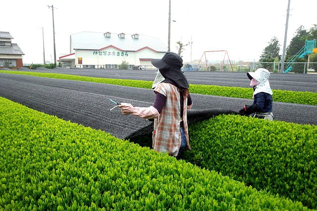 伊勢茶工房ささらは、三重県鈴鹿市でお茶の栽培・製茶・販売をすべて自社で行なっております。