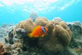 沖縄の海は珍しいお魚やサンゴ礁の宝庫。透明感あふれる海で、様々な生物に会える！