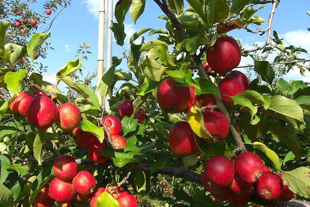 群馬県吾妻郡にある金井農園では、りんご狩り体験を行っています。