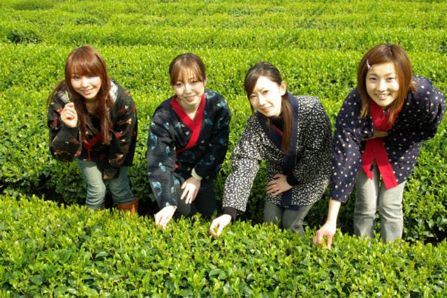 グリンピア牧之原は静岡県牧之原市にて、誰もが楽しめる茶摘み体験を提供しています。