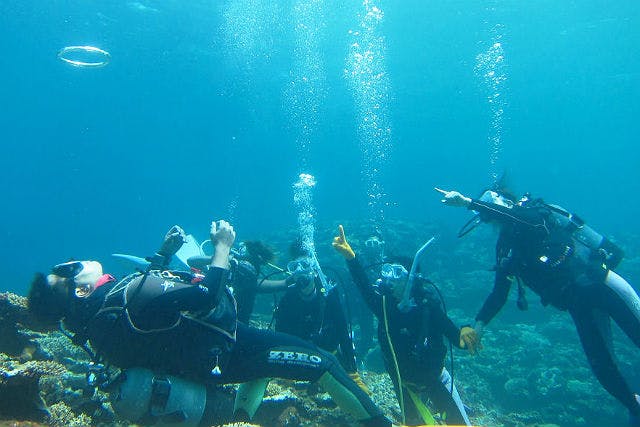 石垣島ダイビングセンターMOSS DIVERSで海中世界を満喫！