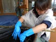 化学薬品・合成染料などは一切使用していません。人と環境にやさしい日本伝統の藍染め法です。