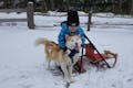 ノースサファリサッポロ は、北海道札幌市南区豊滝にて犬ぞり体験を開催しています。