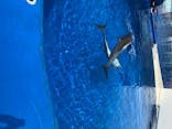 大分マリーンパレス水族館 「うみたまご」に投稿された画像（2020/8/23）