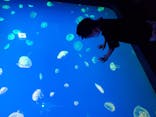 大分マリーンパレス水族館 「うみたまご」に投稿された画像（2020/8/30）