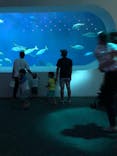大分マリーンパレス水族館 「うみたまご」に投稿された画像（2020/8/30）