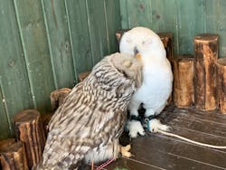 ふくろうマジックに投稿された画像(2022/8/14)