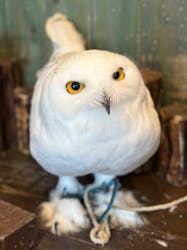 ふくろうマジックに投稿された画像(2024/1/7)