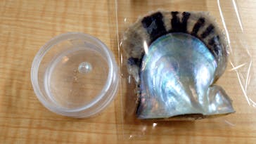三重県真珠に投稿された画像（2024/2/20）