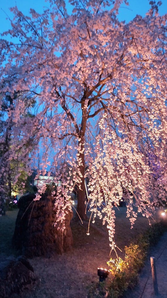 NAKED夏まつり 2024 世界遺産二条城の口コミ 今年の桜は咲くのが遅いというこアソビュー