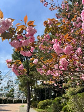 横浜・八景島シーパラダイス　プレジャーランドに投稿された画像（2024/4/13）