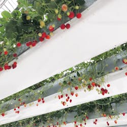 空飛ぶいちご東京に投稿された画像(2024/4/19)