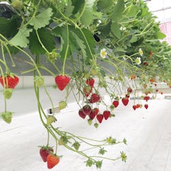 空飛ぶいちご東京に投稿された画像(2024/4/19)