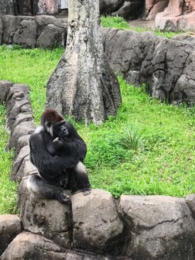 千葉市動物公園に投稿された画像（2024/4/22）