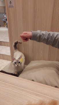 猫カフェモカ　イオンモール幕張新都心店に投稿された画像（2024/4/23）