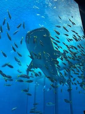 沖縄美ら海水族館に投稿された画像（2024/4/24）