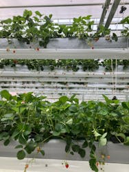 空飛ぶいちご東京に投稿された画像(2024/4/30)