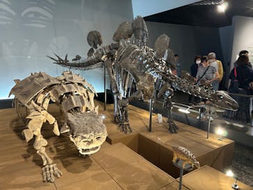 福井県立恐竜博物館に投稿された画像（2024/5/3）