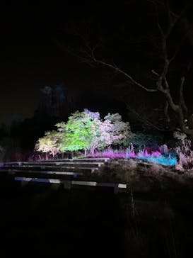 KYOTO ILLUMINATION SYNESTHESIA HILLS るり渓温泉に投稿された画像（2024/5/5）