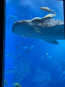 沖縄美ら海水族館に投稿された画像（2024/5/6）