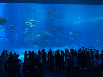 沖縄美ら海水族館に投稿された画像（2024/5/7）