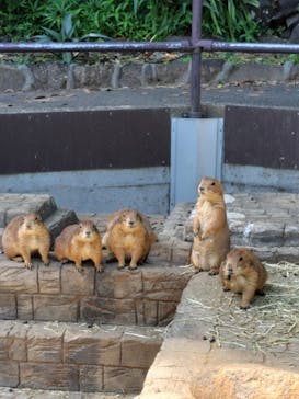 伊豆シャボテン動物公園に投稿された画像（2024/5/11）