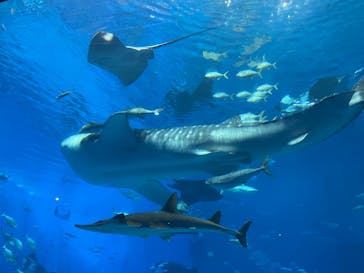 沖縄美ら海水族館に投稿された画像（2024/5/18）