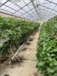 くにちゃんふぁ~むに投稿された画像(2024/5/19)