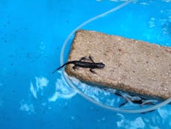 釣って見つけるぼうけんの国 沖縄に投稿された画像(2024/5/20)