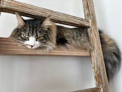 猫カフェモカ 原宿店に投稿された画像(2024/5/21)