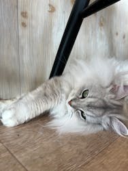 猫カフェモカ 原宿店に投稿された画像(2024/5/21)