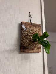 Aki's Gardenに投稿された画像(2024/6/8)