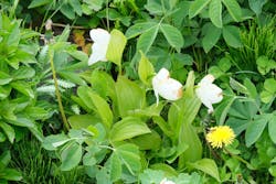 礼文ハイヤーに投稿された画像(2024/6/9)