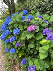 浜名湖花博2024に投稿された画像(2024/6/15)