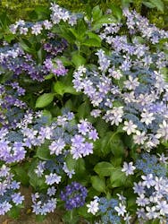 浜名湖花博2024に投稿された画像(2024/6/15)