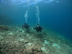 Pro Scuba Team SEALs(シールズ)に投稿された画像(2024/6/20)