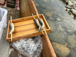 ゆいのふね 〜長良川〜に投稿された画像(2024/7/6)