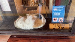 和歌山市観光協会に投稿された画像(2024/7/6)