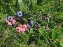 有限会社はなぶさ有機農園に投稿された画像(2024/7/7)