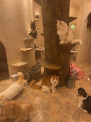 Cat Cafe てまりのおしろに投稿された画像(2024/7/25)