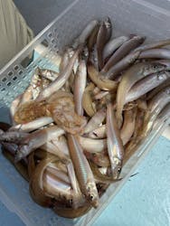 船釣り船上バーベキュー崎っぽ料理松新に投稿された画像(2024/7/27)