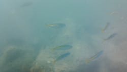 たてやま・海辺の鑑定団に投稿された画像(2024/7/29)